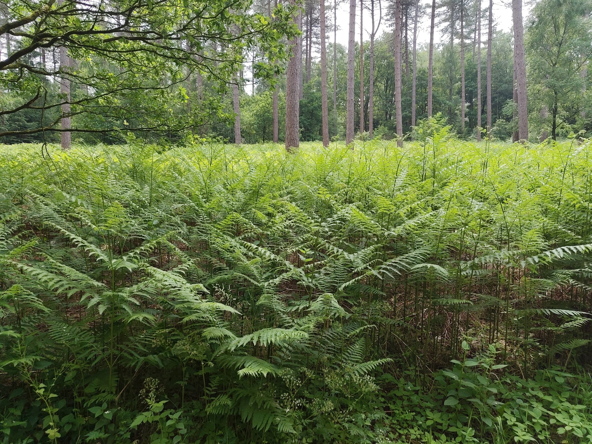 Alles wat leeft, heeft ritme