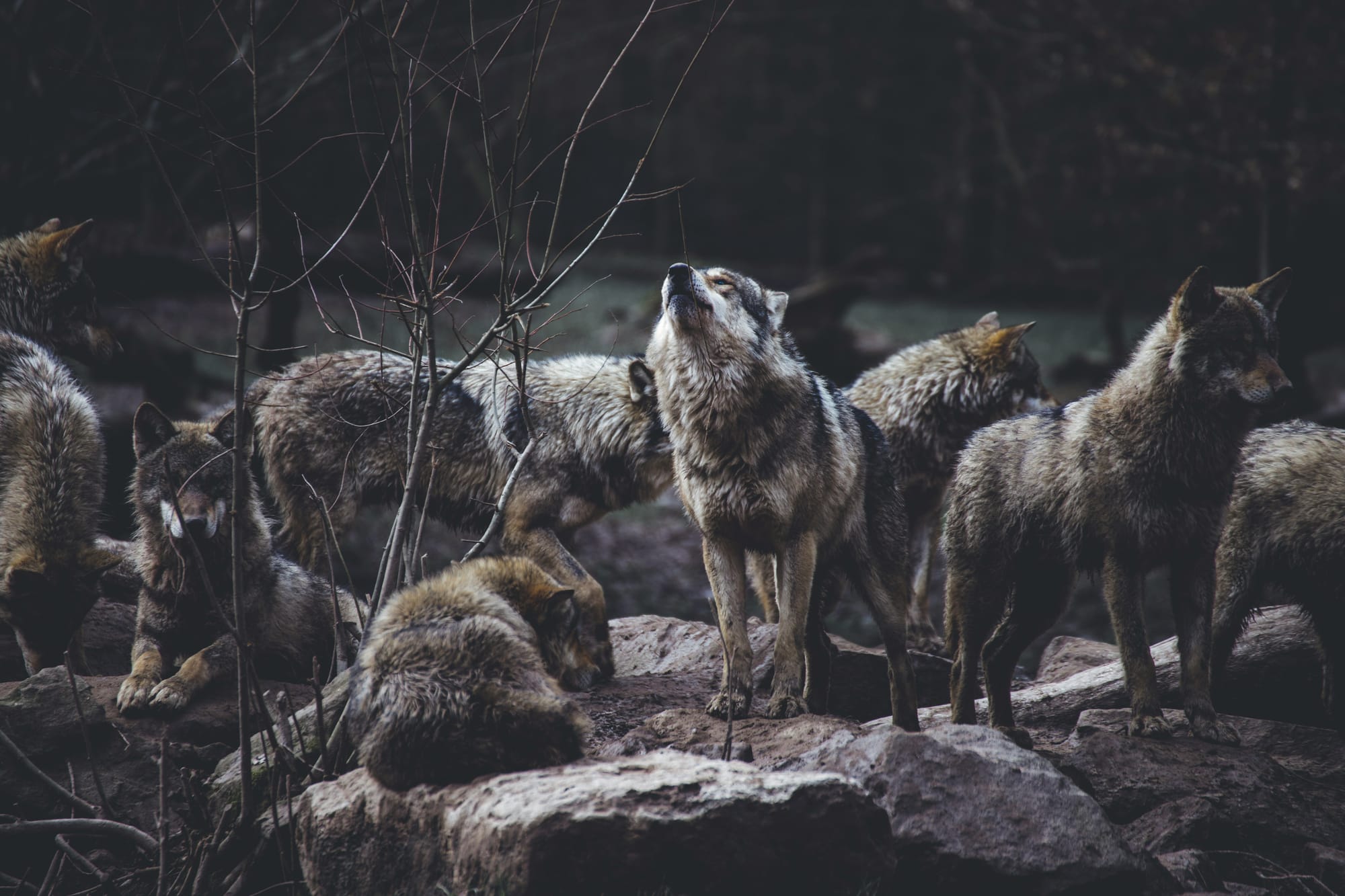 Twee wolven