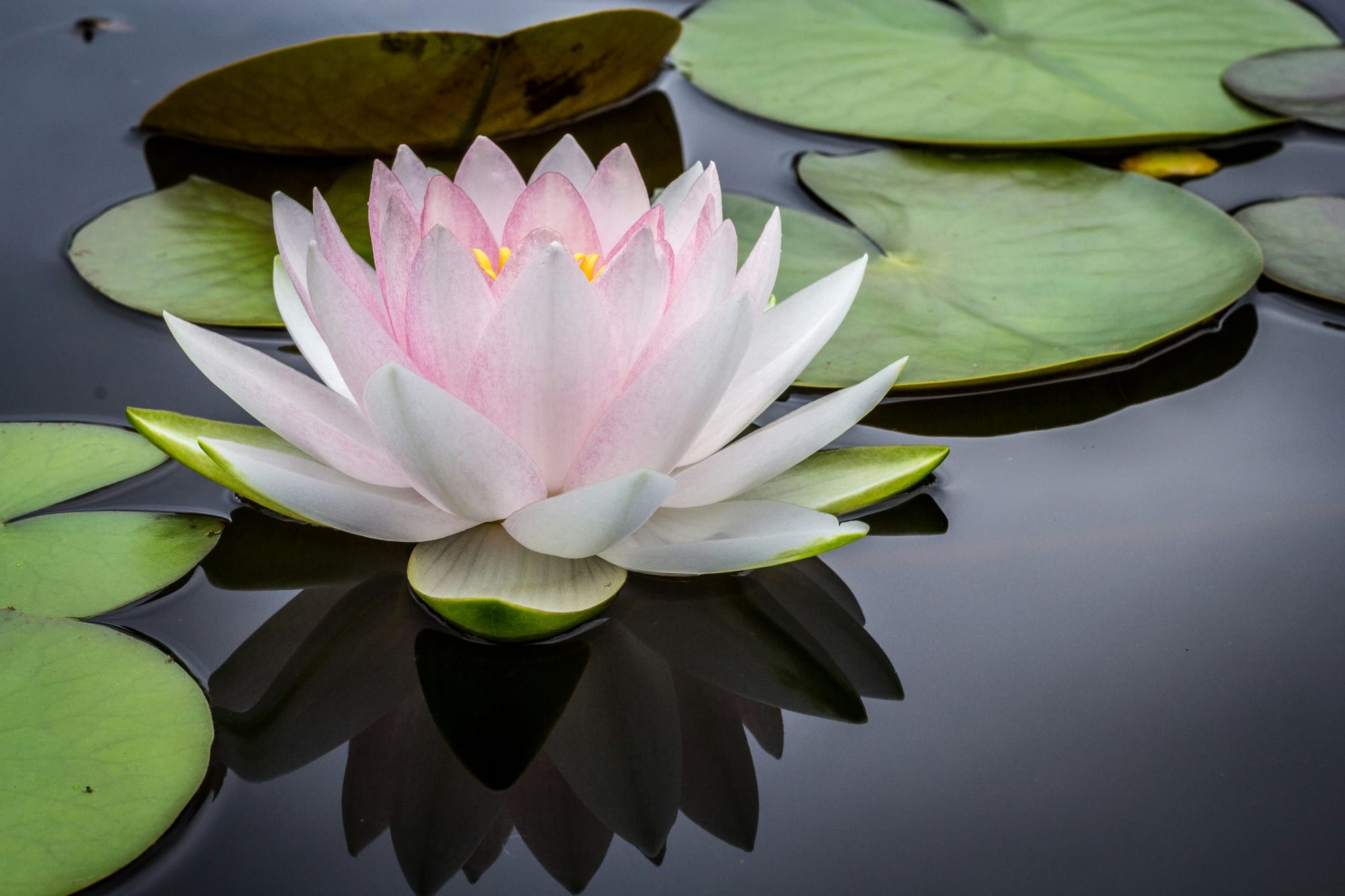 Compassie voor jezelf en voor een goede vriend