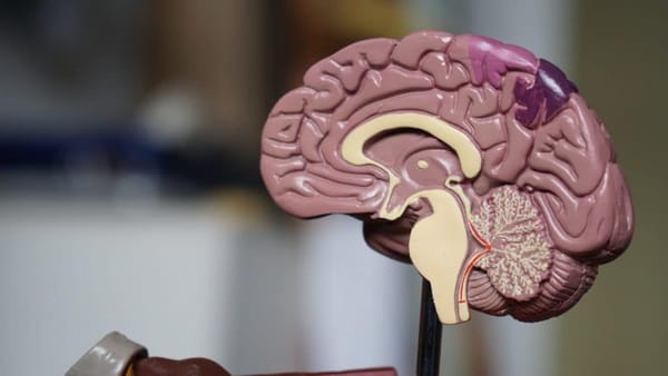 Bewezen: mindfulness verandert je brein in 8 weken