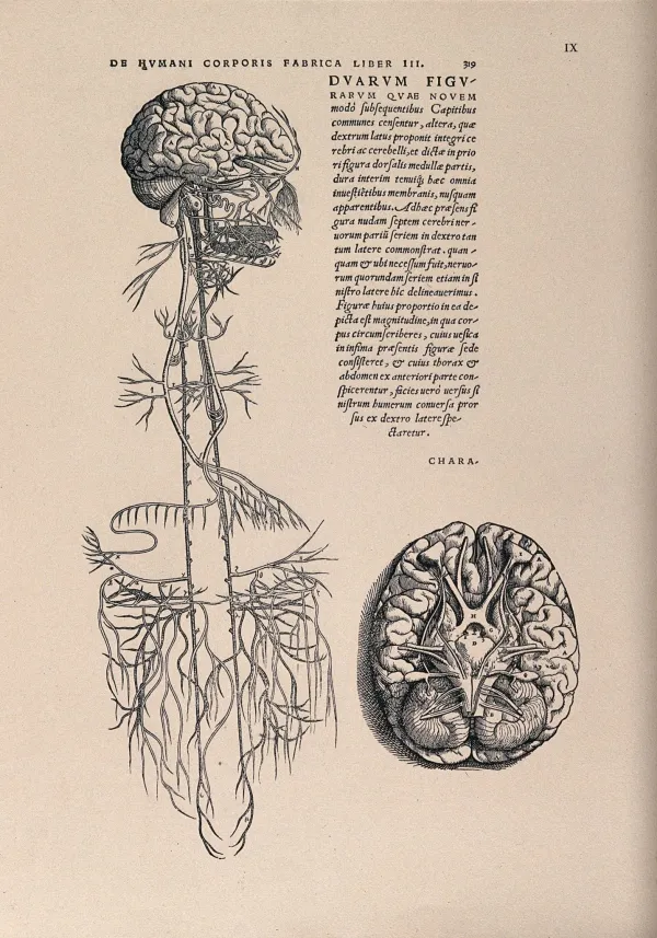 Nervus vagus