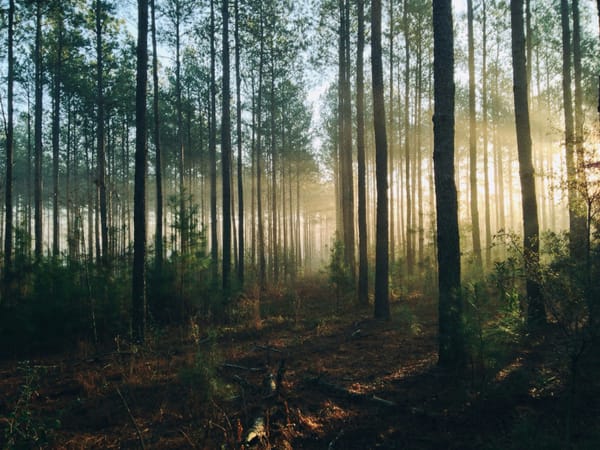 Ademen met het bos