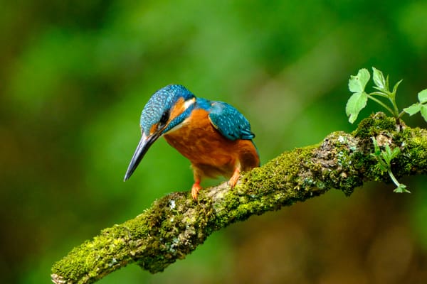 Wisdom in Stillness