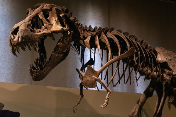 How Old Is That Ventral Vagus, Really?