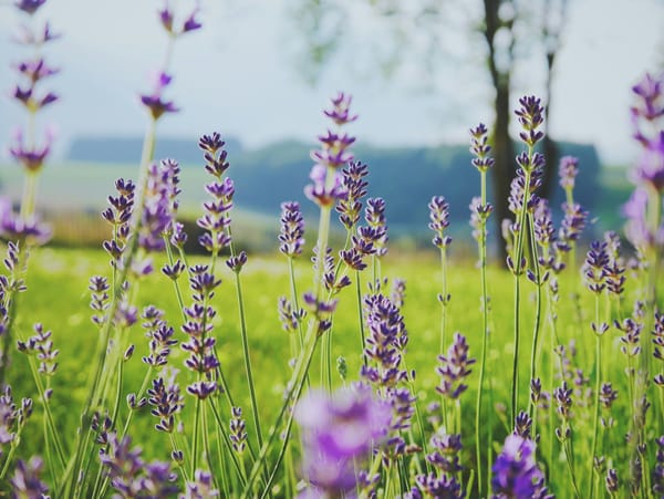 Geleide meditatie: Verstillen, verzachten, geen geweld