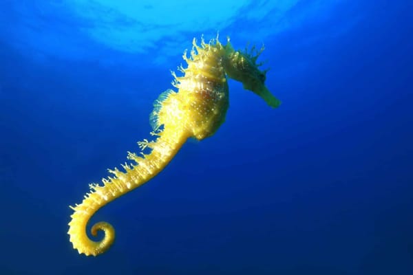 Hippocampus