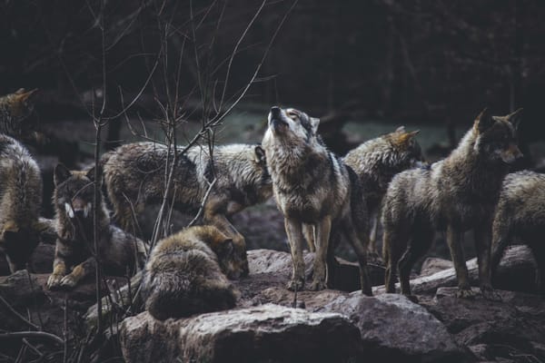 Twee wolven