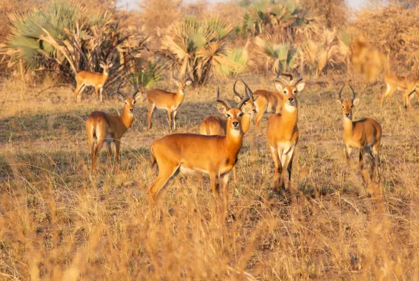 Hoe doen antilopes dat?
