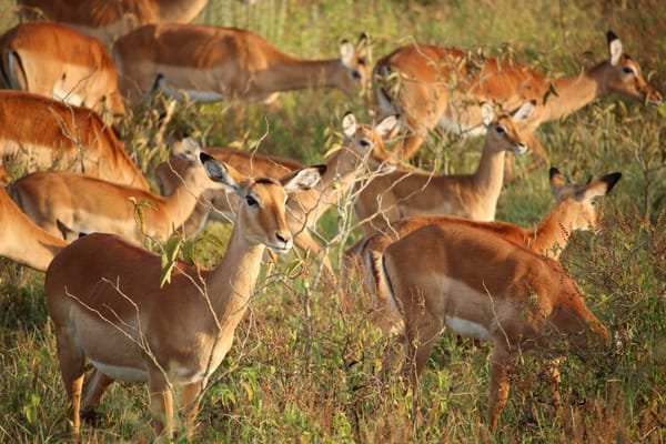 Traumaheling: lessen uit de natuur